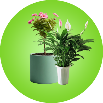 Fresh Plants & Flowers
