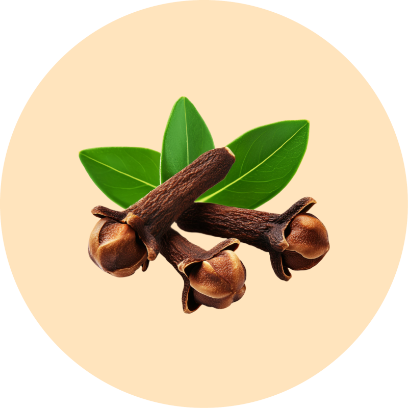 Clove